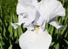 015 - lady boscaven 1946